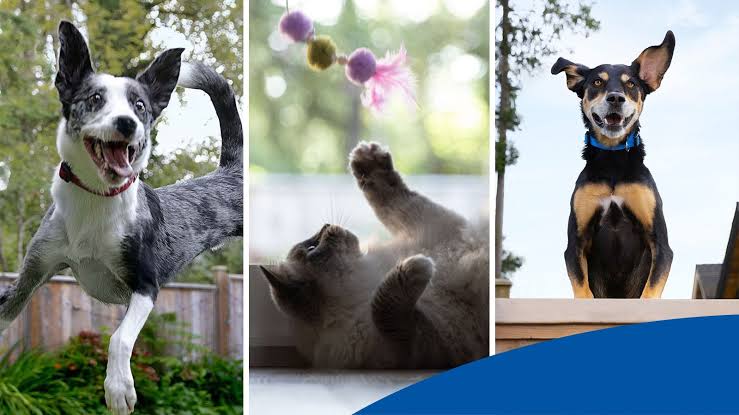 Hill’s Pet Nutrition Australia, ‘국제 강아지의 날’ 맞아 호주에서 인기있는 강아지 이름 10개 발표 – 가장 인기있는 반려견 이름은 ‘페퍼 (Pepper)’