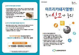 아프리카돼지열병 유행 ‘폐사율 100%, 백신없어’ 당국 비상
