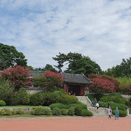 박광하의 생명과학이야기 – 오죽헌(烏竹軒), 정원수(庭園樹-a garden tree)이야기