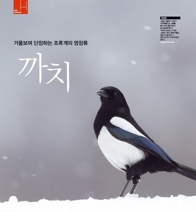 박광하의 생명과학 이야기 – 까치와 까마귀 이야기(1)